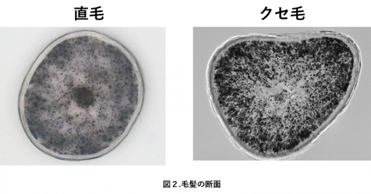クセ毛の原因 まっすぐきれいに生えないのはなぜ ヘアコラム Laboratory Lebel ルベル オフィシャルサイト