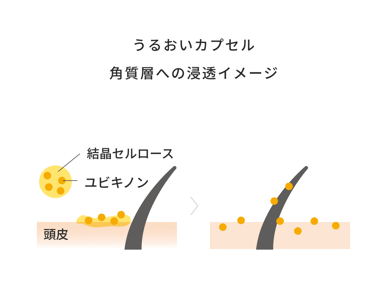 うるおいカプセル 角質層への浸透イメージ