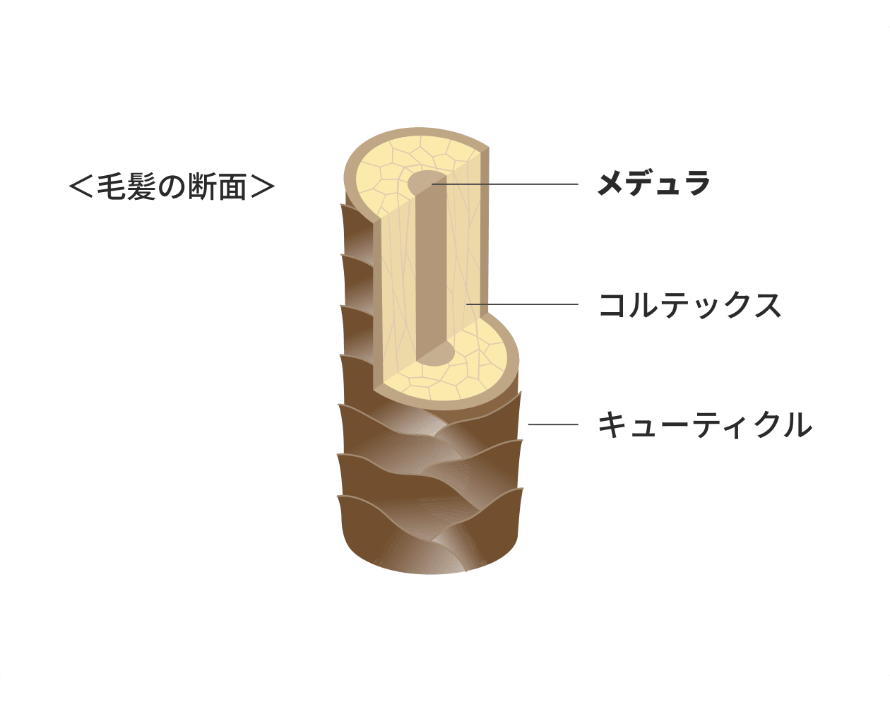 ＜毛髪の断面＞