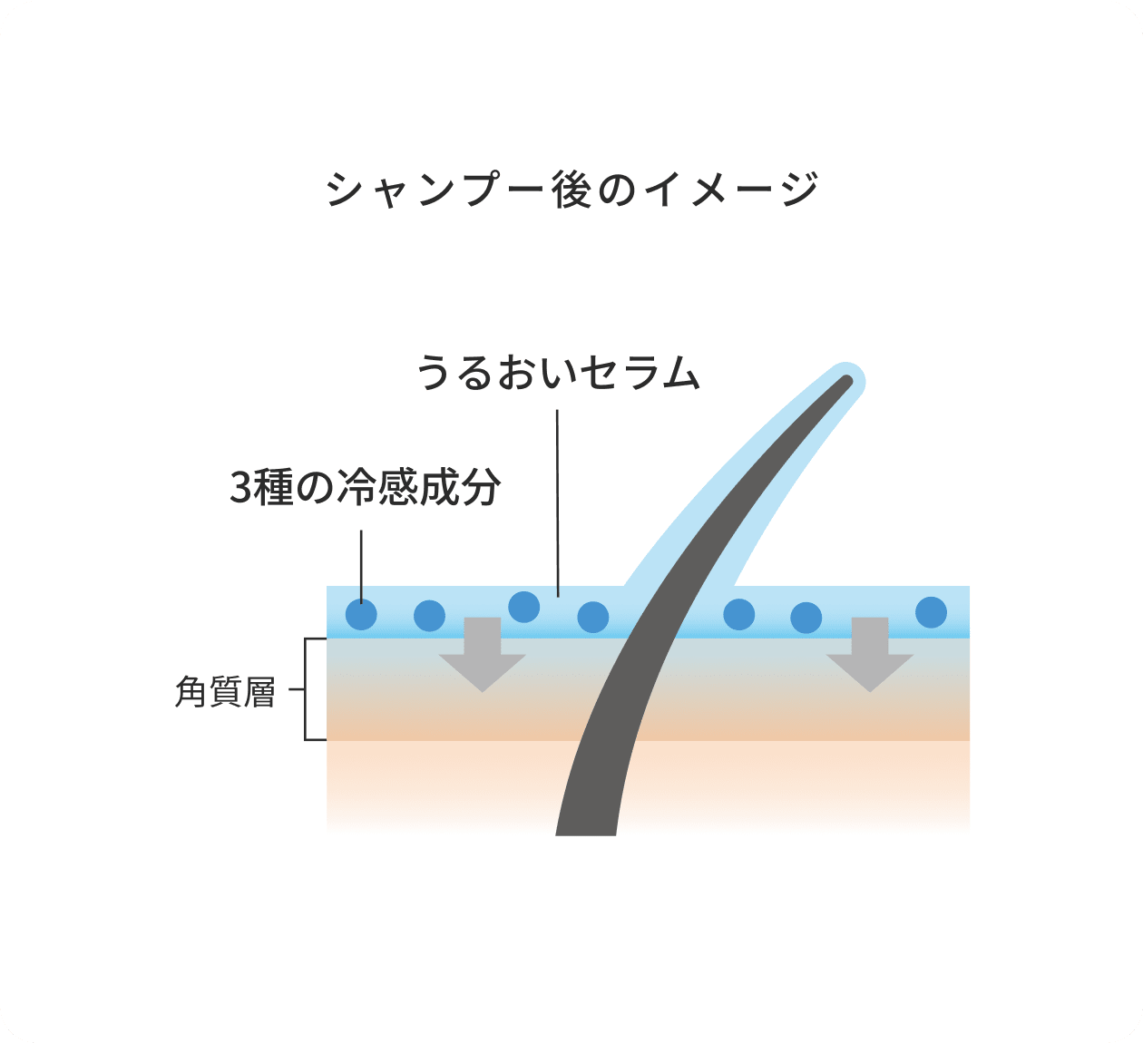 シャンプー後のイメージ うるおいセラム 3種の冷感成分 角質層