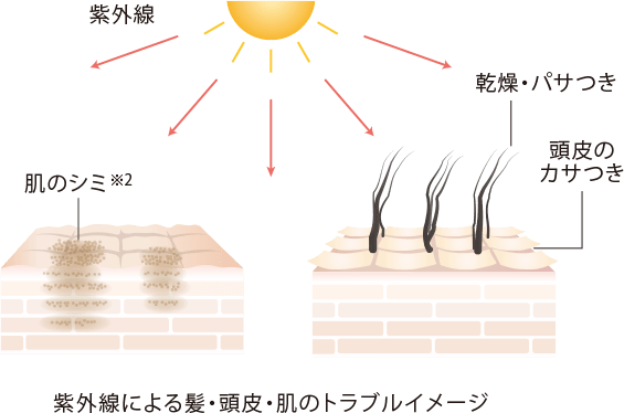 [紫外線]・肌のシミ肌のシミ※2・乾燥・パサつき・頭皮のカサつき 紫外線による髪・頭皮・肌のトラブルイメージ